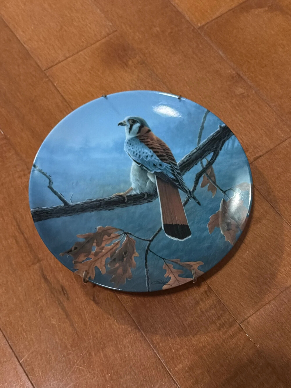collector plate american kestrel